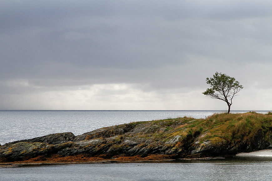 Lone tree on rocky coastal cliff under cloudy sky
