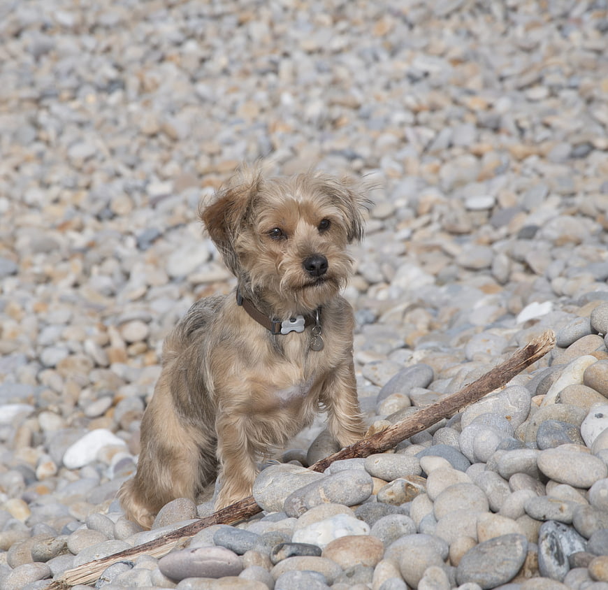 Small Terrier Dog Sitting on Pebble Beach with Stick