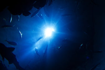 Underwater fish school swimming toward bright blue light source