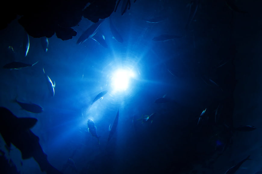 Underwater fish school swimming toward bright blue light source