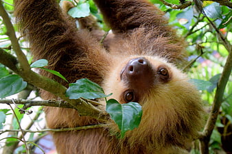 Close-up of a Two-Toed Sloth Hanging Upside Down in Rainforest