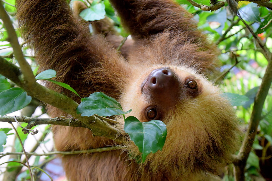 Close-up of a Two-Toed Sloth Hanging Upside Down in Rainforest
