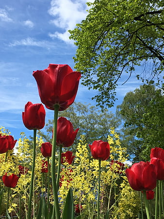Red tulips and yellow flowers against blue sky