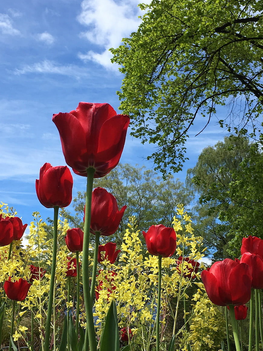 Red tulips and yellow flowers against blue sky