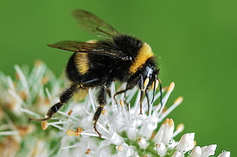 Close-up of a bumblebee on a white flower