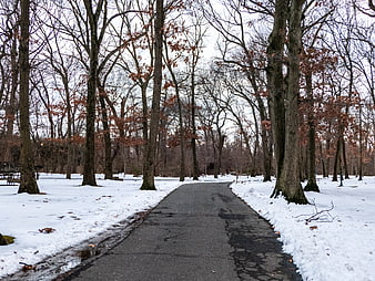 Paved Path Through Snowy Winter Park with Bare Trees
