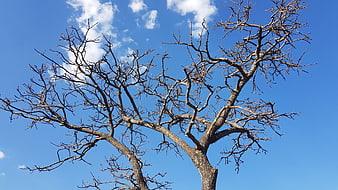 Bare Tree Branches Against Blue Sky with Clouds