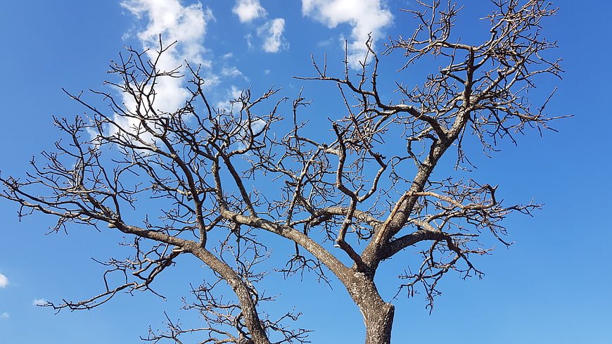 Bare Tree Branches Against Blue Sky with Clouds
