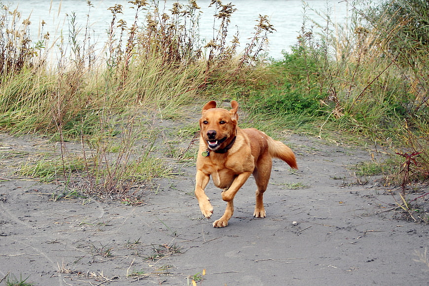 Happy brown dog running on sandy beach path