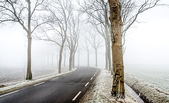 Foggy Winter Road with Bare Trees and Frost