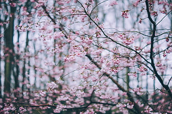 Soft Focus Pink Cherry Blossoms on Tree Branches