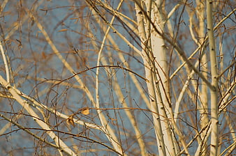 Winter birch trees with white bark against blue sky