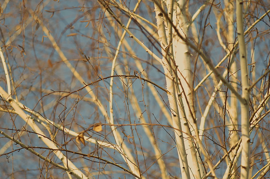 Winter birch trees with white bark against blue sky