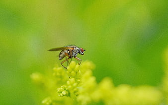 Close-up of a fly on a yellow flower bud