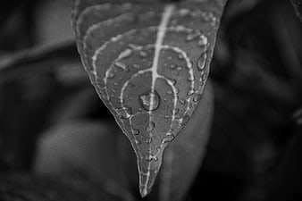 Close-up of a wet leaf with water droplets in black and white