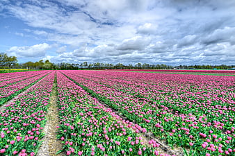 Vibrant Pink Tulip Field Under Cloudy Sky