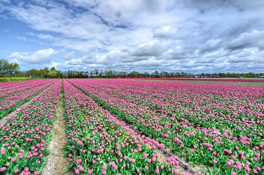 Vibrant Pink Tulip Field Under Cloudy Sky