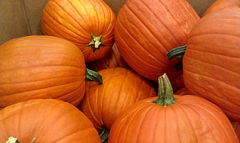 Close-up of fresh orange pumpkins in a cardboard box