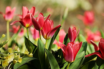 Vibrant Red Tulips and Yellow Primroses in Spring Garden