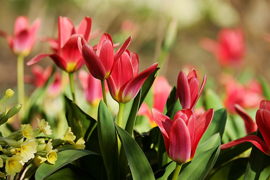 Vibrant Red Tulips and Yellow Primroses in Spring Garden