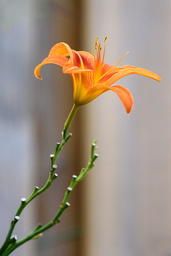 Close-up of a vibrant orange daylily flower on a green stem