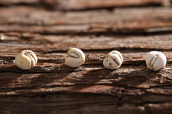 Four white seeds on rustic weathered wood surface