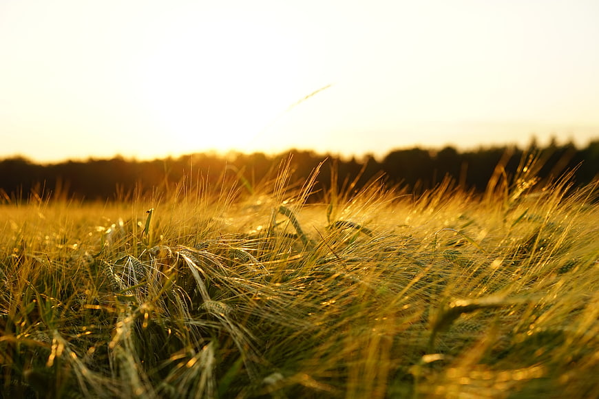 Golden Barley Field at Sunset with Warm Light