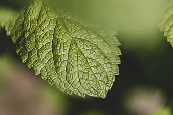 Close-up of green leaf texture with blurred background