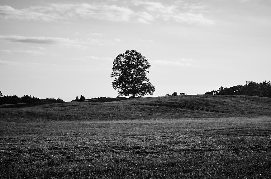 Solitary Tree on Rolling Hill in Black and White Landscape