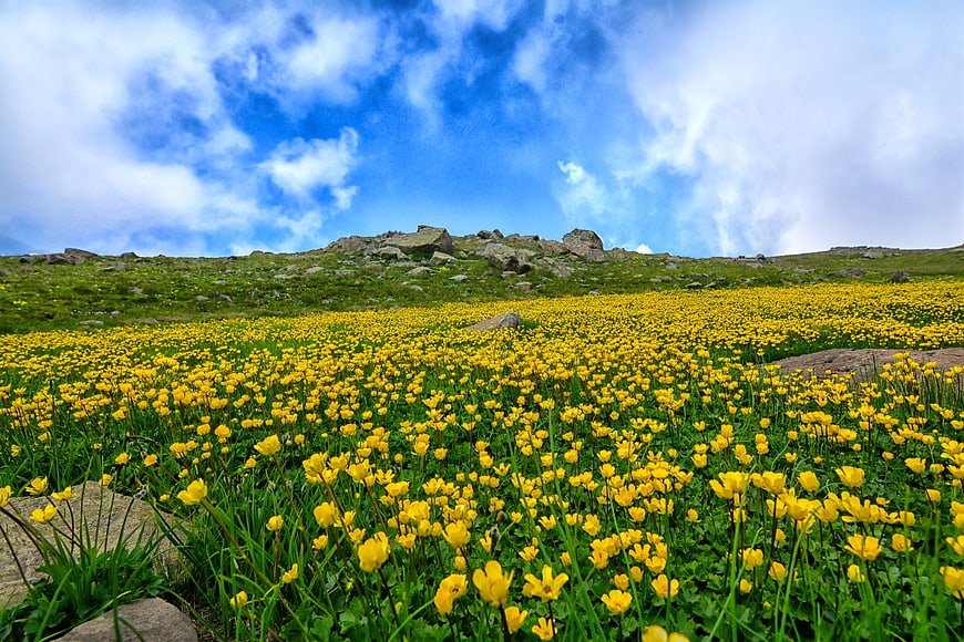 Vibrant Yellow Wildflowers in Mountain Meadow Under Blue Sky