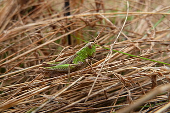 Green Grasshopper on Dry Straw Macro Nature