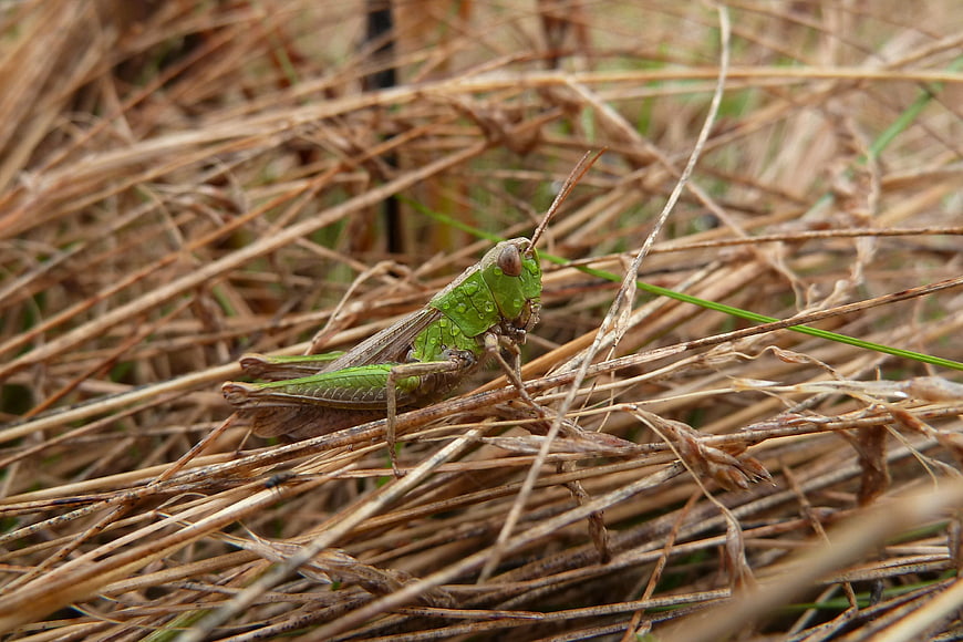 Green Grasshopper on Dry Straw Macro Nature