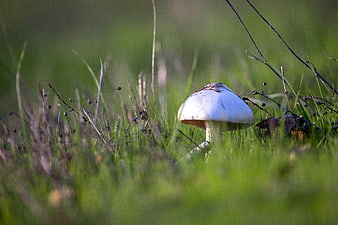 White mushroom growing in green grass close up