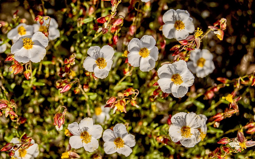 White wildflowers with yellow centers in natural sunlight