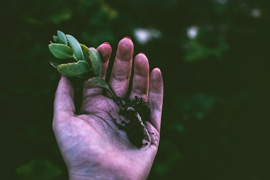 Hand holding small succulent plant with roots in soil