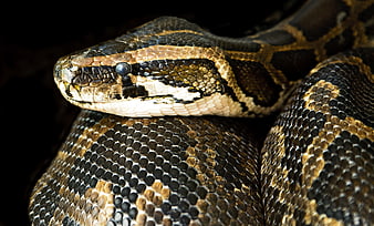 Close-up of a Boa Constrictor Head and Scales