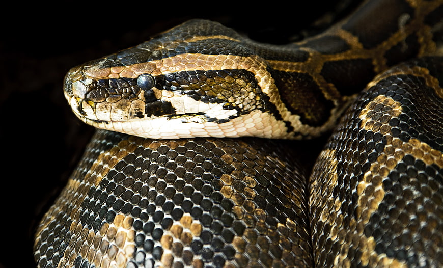 Close-up of a Boa Constrictor Head and Scales
