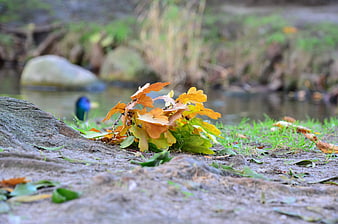 Autumn Oak Leaves on Tree Root by Stream