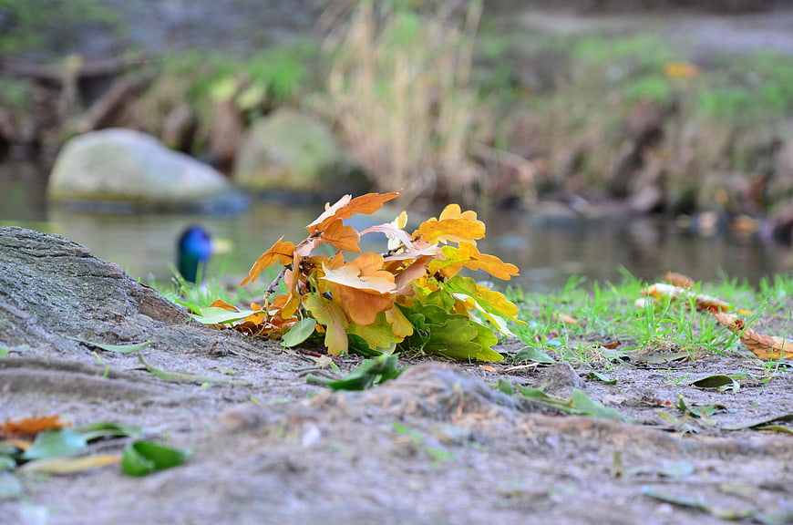 Autumn Oak Leaves on Tree Root by Stream