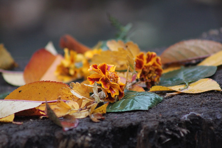 Close-up of autumn flowers and leaves on wet wood