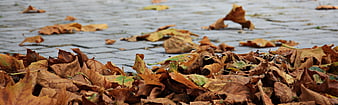Wet Autumn Leaves on Pavement with Shallow Depth of Field