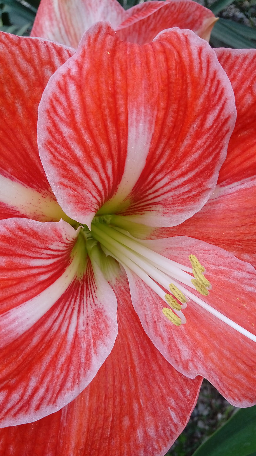 Close-up of vibrant red and white striped amaryllis flower