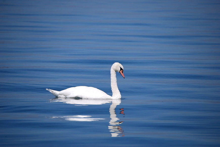 Elegant White Swan Swimming in Calm Blue Water