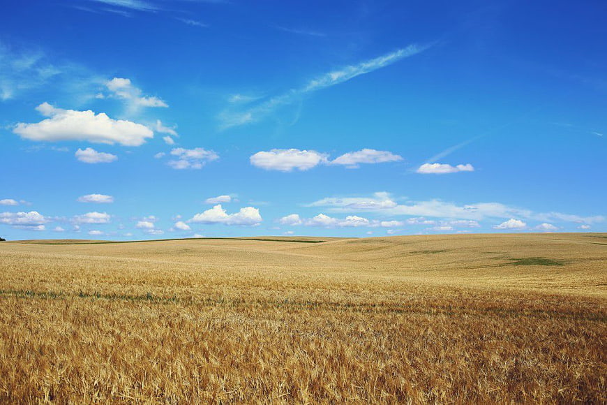 Golden Wheat Field Under Blue Sky with White Clouds