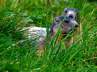 Two Marmots Hiding in Tall Green Grass