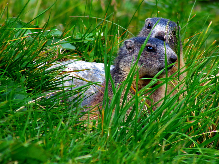 Two Marmots Hiding in Tall Green Grass