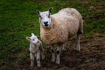 Mother sheep and lamb standing in green pasture