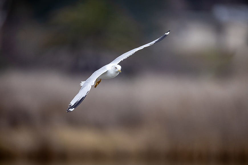 Seagull in Flight with Blurred Natural Background