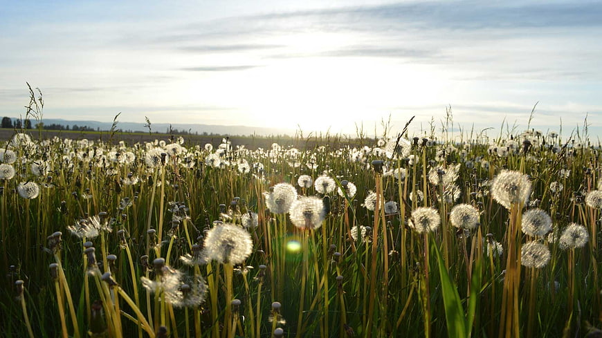 Dandelion Field at Sunset with Backlit Seeds and Green Grass