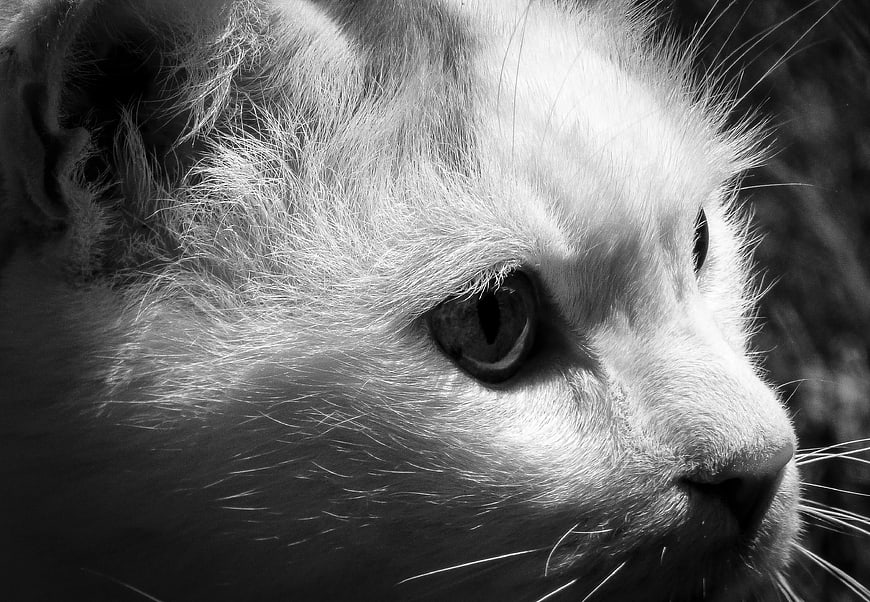 Close-up Black and White Portrait of a White Cat